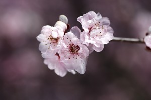 Pink Prunus Flowers